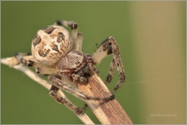 <p>KŘIŽÁK RÁKOSNÍ (Larinioides cornutus) ---- /Furrow spider - Schilfradspinne/</p>